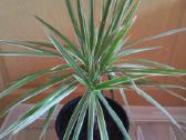 Dracena Marginata - nuotraukos Nr. 5