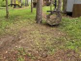 Pavojingų,avarinių medžių pjovimas, sklypų valymas - nuotraukos Nr. 17