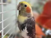 Foxy parrots(nimfos,banguotukai,r.agaporniai) - nuotraukos Nr. 3