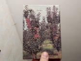 S. Švirinas "Jaunajam sodininkui" 1990 metai - nuotraukos Nr. 13