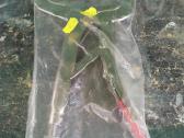 Suvirintojo spaustuvai