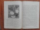 1547. Moksleivis retas antikvarinis-kolekcinis - nuotraukos Nr. 4