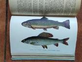 Žūklės klasika ir žūklės dvasingumas - nuotraukos Nr. 13