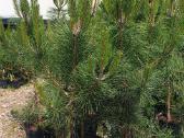 Juodosios Nigra ir kalnų pušys bonsai vazonuose - nuotraukos Nr. 3