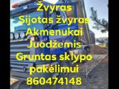 Zvyras - nuotraukos Nr. 5