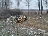 Avarinių medžių pjovimas, gyvatvorių formavimas - nuotraukos Nr. 20