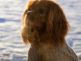Kavalieriaus Karaliaus Karolio spanieliai - nuotraukos Nr. 5