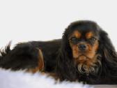 Kavalieriaus Karaliaus Karolio spanieliai - nuotraukos Nr. 7