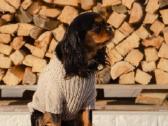Kavalieriaus Karaliaus Karolio spanieliai - nuotraukos Nr. 2