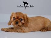 Kavalieriaus Karaliaus Karolio spanieliai - nuotraukos Nr. 10