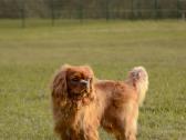 Kavalieriaus Karaliaus Karolio spanieliai - nuotraukos Nr. 14