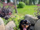Kavalieriaus Karaliaus Karolio spanieliai - nuotraukos Nr. 16