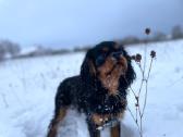 Kavalieriaus Karaliaus Karolio spanieliai - nuotraukos Nr. 17