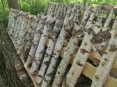 Šitake grybų rąsteliai, shiitake grybai, rąsteliai - nuotraukos Nr. 2
