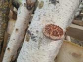 Šitake grybų rąsteliai, shiitake grybai, rąsteliai - nuotraukos Nr. 6