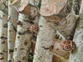 Šitake grybų rąsteliai, shiitake grybai, rąsteliai - nuotraukos Nr. 7