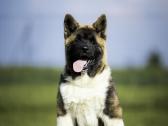 Amerikiečių Akita