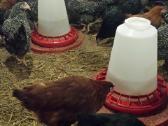 Parduodama paukštidė, ferma - nuotraukos Nr. 18