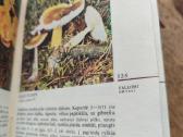 Sena knyga - nuotraukos Nr. 3