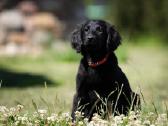 Lygiaplaukiai ir Labradoro retriveriai- Gojus - nuotraukos Nr. 29