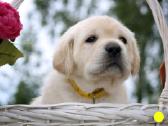 Kilmingi Labradoro retriverių veislės šuniukai - nuotraukos Nr. 8