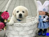 Kilmingi Labradoro retriverių veislės šuniukai - nuotraukos Nr. 10