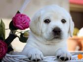 Kilmingi Labradoro retriverių veislės šuniukai - nuotraukos Nr. 12