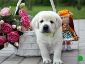 Kilmingi Labradoro retriverių veislės šuniukai - nuotraukos Nr. 13