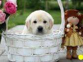 Kilmingi Labradoro retriverių veislės šuniukai - nuotraukos Nr. 31
