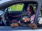 F1 Cockapoo - nuotraukos Nr. 7