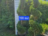 Įvairūs dekoratyviniai augalai Kaune! - nuotraukos Nr. 2