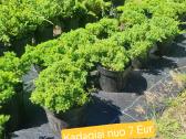 Įvairūs dekoratyviniai augalai Kaune! - nuotraukos Nr. 4