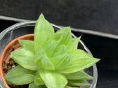 Haworthia cymbiformis 'Variegata' - nuotraukos Nr. 2