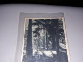 P.karpavičiaus foto nuotrauka. 1946