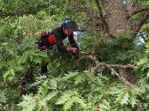 Arboristas. Medžių pjovimas, kelmų naikinimas - nuotraukos Nr. 3