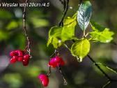 Įvairūs objektyvai fotoaparatams - nuotraukos Nr. 22