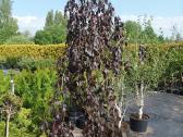 Bukai svyrantys " Purple fountain"