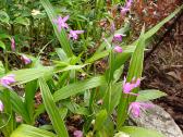 Orchidėja lauko - nuotraukos Nr. 2