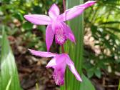 Orchidėja lauko
