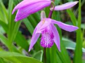 Orchidėja lauko - nuotraukos Nr. 3