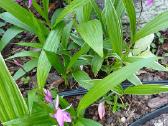 Orchidėja lauko - nuotraukos Nr. 4