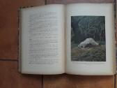 Jules Gerard "Le tuerur de lions" Paris 1912 metai - nuotraukos Nr. 12