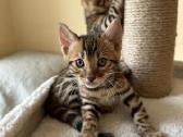 Balticbengals bengalijos kačiukai - nuotraukos Nr. 4