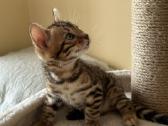 Balticbengals bengalijos kačiukai - nuotraukos Nr. 5