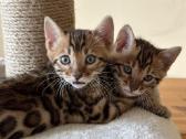 Balticbengals bengalijos kačiukai - nuotraukos Nr. 6