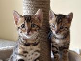 Balticbengals bengalijos kačiukai - nuotraukos Nr. 7