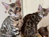 Balticbengals bengalijos kačiukai - nuotraukos Nr. 8