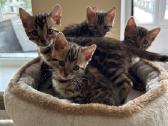 Balticbengals bengalijos kačiukai - nuotraukos Nr. 9