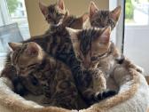 Balticbengals bengalijos kačiukai - nuotraukos Nr. 10