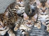 Balticbengals bengalijos kačiukai - nuotraukos Nr. 2